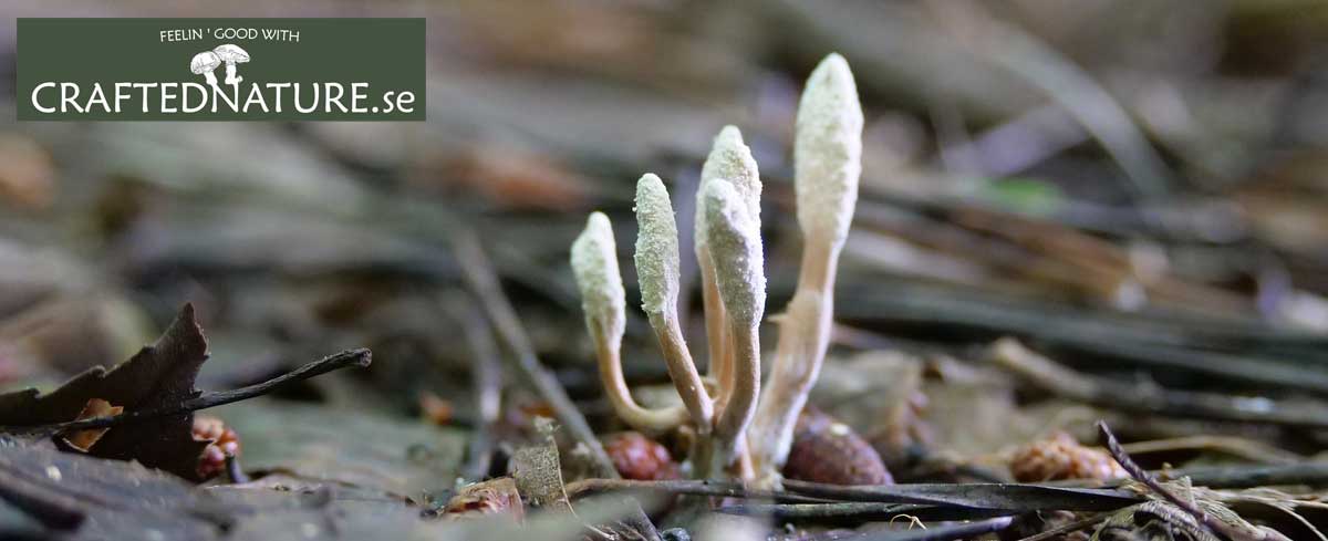 Vad gör Cordyceps (enligt-vetenskapliga-studier)