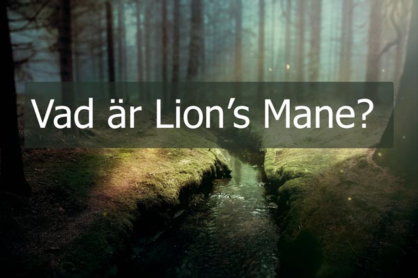 vad-är-lions-mane - Lions Mane och dess näringsinnehåll